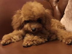 -佳雯宠物医院(金华南路分院)