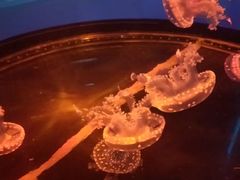 -石家庄海洋公园