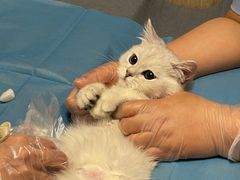 -猫大福·Fortune Cat猫舍(百子湾店)