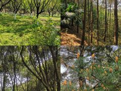 -铁山坪森林公园