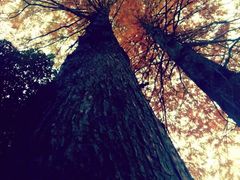 -上海市龙华烈士陵园