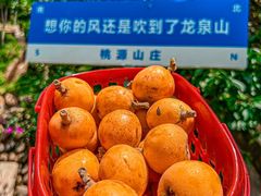 -桃源山庄·烤全羊·柴火鸡·烧烤团建(龙泉山店)