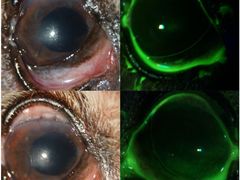 -爱侣宠医·鹦鹉专科·小型哺乳类·异宠专科(灵石路店)