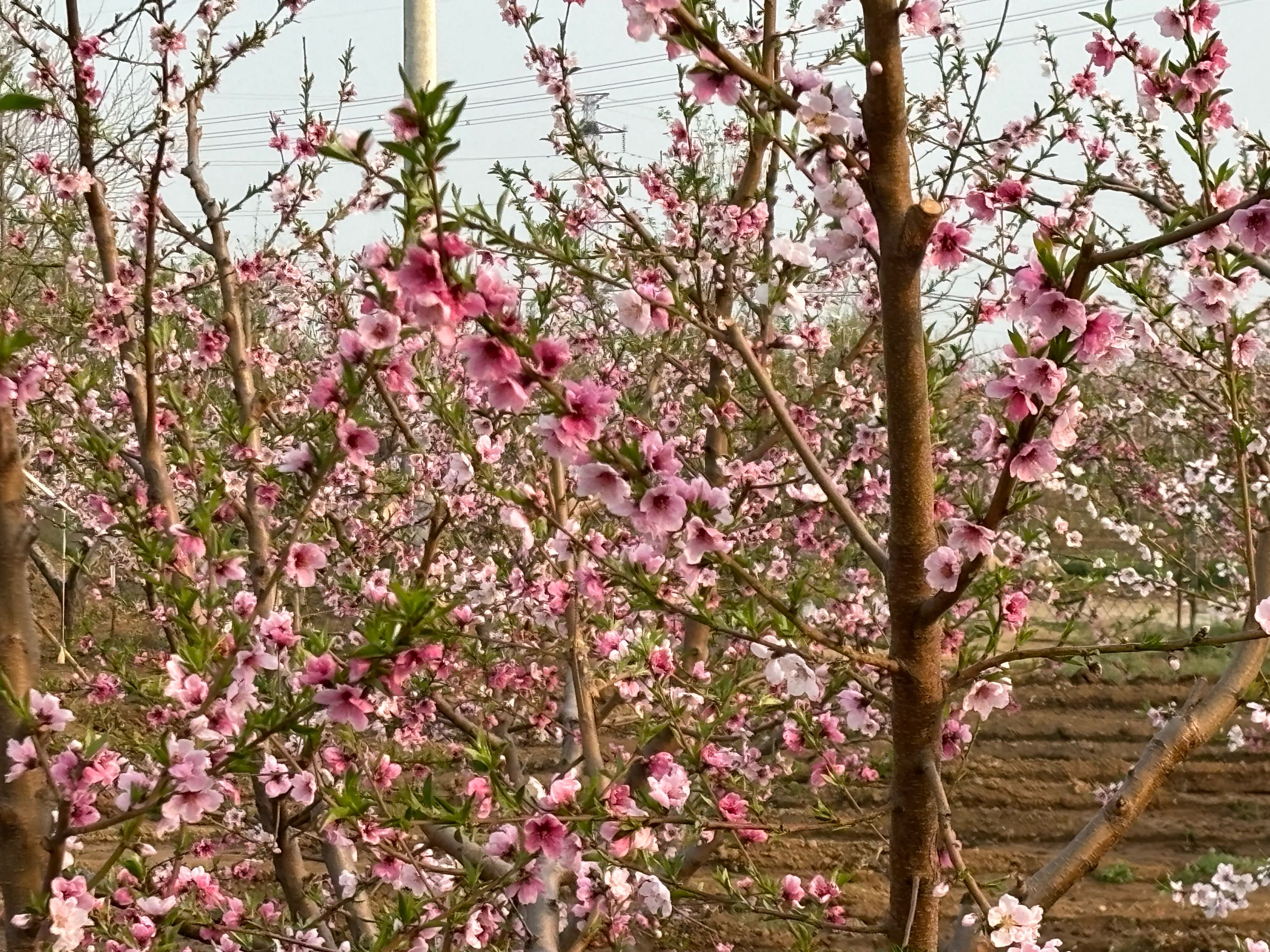 桃花海平谷图片