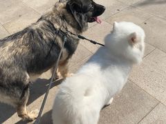 -家友宠物(莞城店)