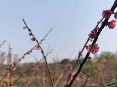 -重庆彩云湖湿地公园