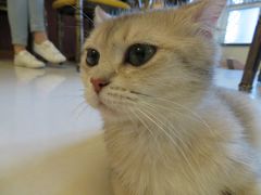 -猫咪咖啡店(新城大街店)