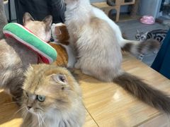 -猫亿天猫咖