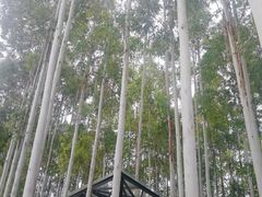 -桉树林A coffee 森林餐厅(三圣乡店)