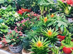 -双季花艺园艺市场(浦东店)