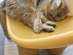 -藏猫猫咖啡主题馆(中央大道店)