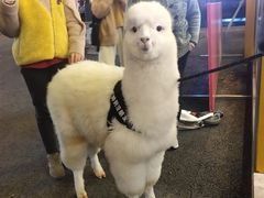 -猫的天空之城概念书店(苏州平江店)
