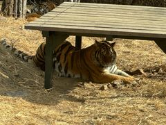 -大连森林动物园