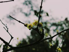 -杭州植物园