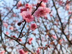 -南京市江宁方山