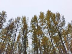 -塞罕坝国家级自然保护区