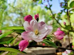 -海棠花溪(元大都城垣遗址公园)