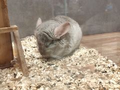 -狗道宠物(常熟印象城店)