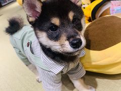 -逗柴咖啡屋·狗咖猫咖宠物桌游