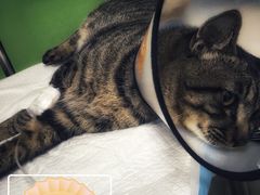-栢特佳宠宠物医院
