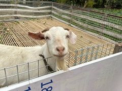 -小鱼草莓采摘园农家乐·小鱼餐厅