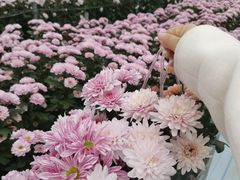-上海鲜花港