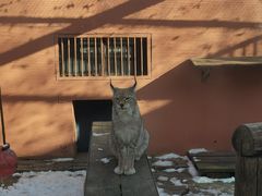 -青藏高原野生动物园