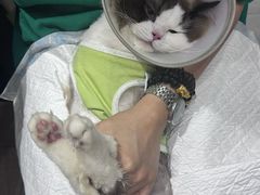 -派特宠物医院(圆融广场店)