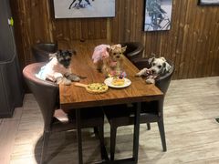 -百好乐宠物友好餐厅(朝外大街店)