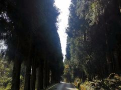 -武陵山森林公园