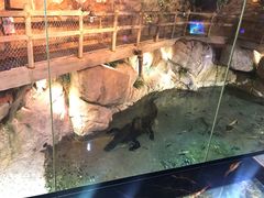 -迪拜水族馆及水下动物园