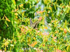 -龙环葡韵住宅式博物馆