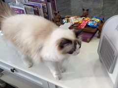 -宠爱国际动物医院· 猫科· 外科·中兽医(长白店)