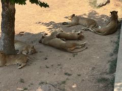 -西霞口神雕山野生动物世界