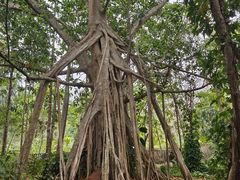 -中国科学院西双版纳热带植物园