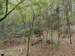 -上海佘山国家森林公园天马山园