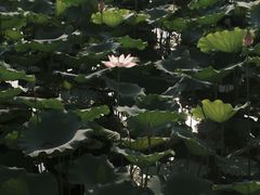 -荔湾湖公园