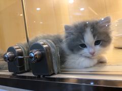 -momokira米努特·德文卷毛猫·棉花面纱犬