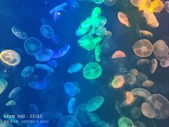 -烟台海昌鲸鲨海洋公园