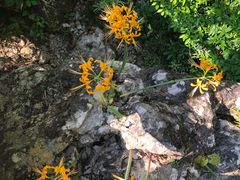 -小七孔景区-六十八级跌水瀑布