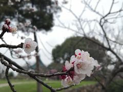 -无锡梅园公园