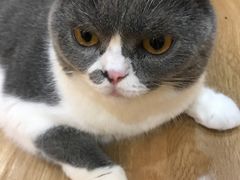 -滚猫咖啡·猫咖·猫友好撸猫(未来城店)