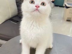 -lincat·猫舍(广州店)