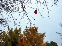 -国家植物园南园