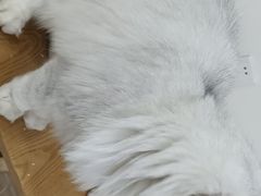 -李小姐の猫咖啡馆(五角场店)