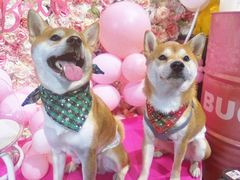 -百好乐宠物友好餐厅(朝外大街店)