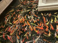 -龙悦湾酒家·八阵鱼生·渔人码头店