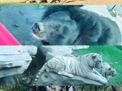 -北京野生动物园