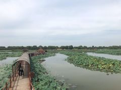 -白洋淀景区
