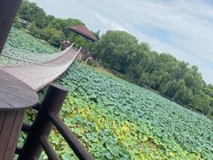 -荷塘月色湿地公园·向阳花洲